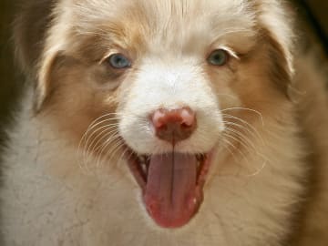 CHa
