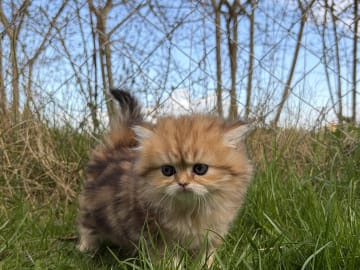 SE*Lilla Kattmakeriet