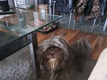 Hannhund 2