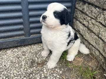Elvis