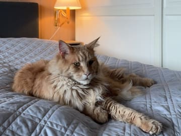 Simba