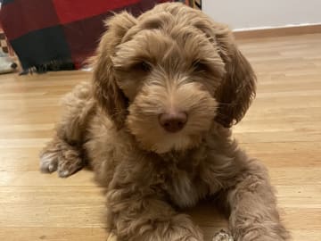101 Labradoodles
