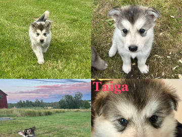 Taiga