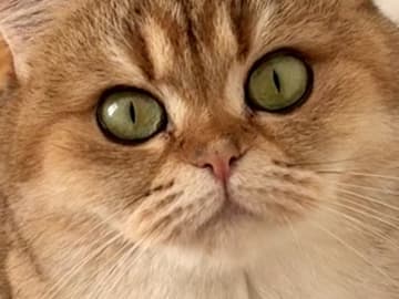 CHa