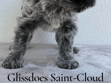 Glissdoes