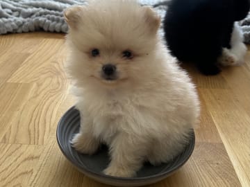 Zelda_zelda