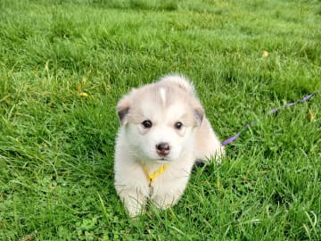 Hannhund 3