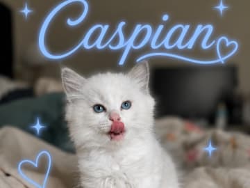 Kattunge: Caspian