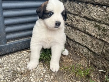 Ronja