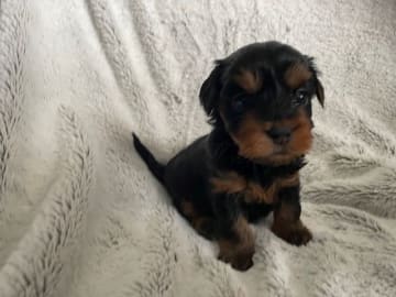 Pixie