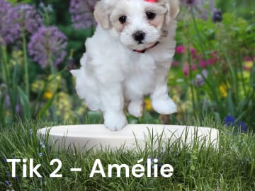 Amélie