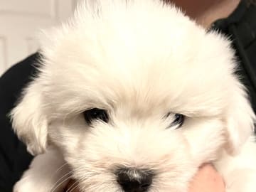 White Forest Kennel