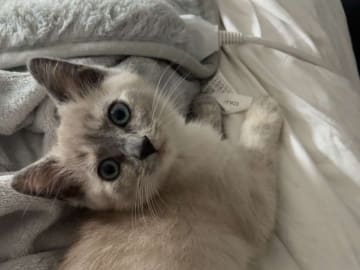 Kattunge till salu