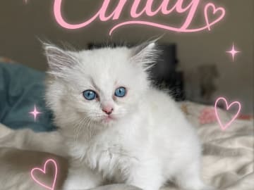 Kattunge: Cindy