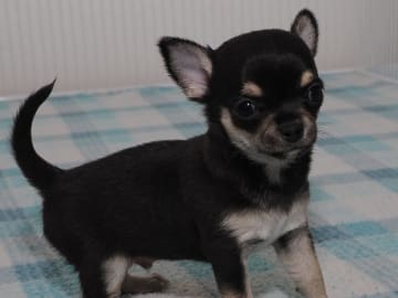 ALFACHIS FRANKIE