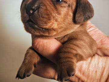 Your Choice Kennel