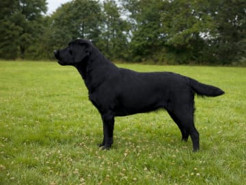 Cani Lee
