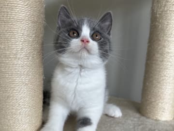 Archie