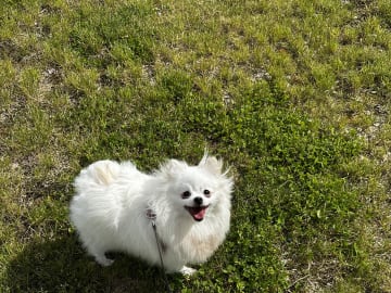 Aldo