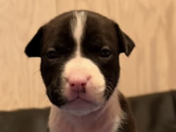 Patrick Nielsen Amstaff