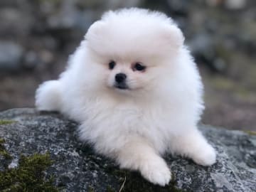 Fluffers