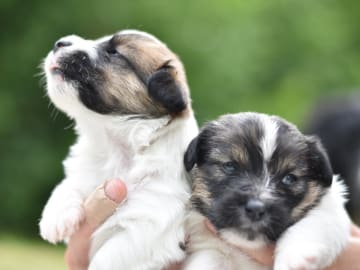 My Workingdogs