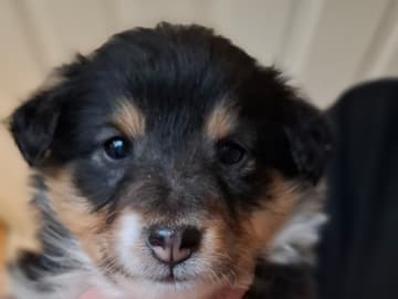 Bentersheltie