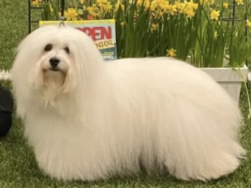 Kennel Showsilk