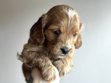 Royalcockerpoo