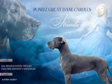 Mor: POND'Z G. DANE CAROLUS