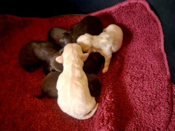 Truffelnose