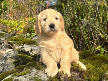 Drömsjöns Goldendoodle