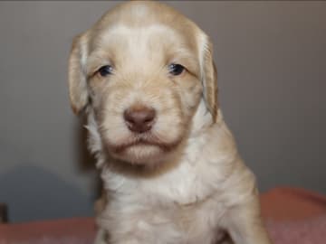 Dalkullas labradoodle