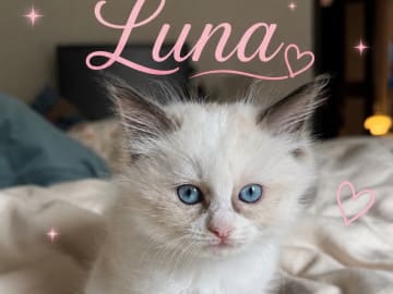 Kattunge: Luna