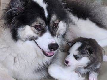 Mother: Kalinka Ot Liniika Stamm
