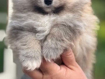PomchiPaws