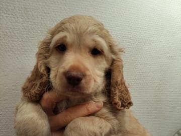 Babsan hund och kattklipp , babsans cockerpoo
