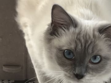 kattunge: Hona 1