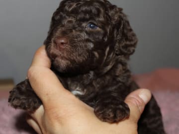 Dalkullas labradoodle