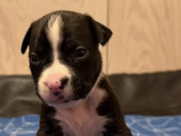 Patrick Nielsen Amstaff
