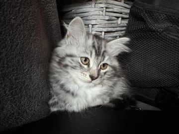 Uffel