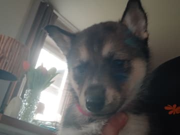 Apollo