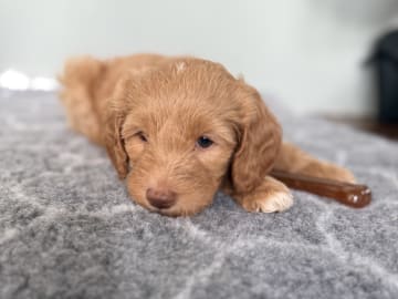 101 Labradoodles