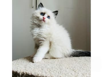 Alice