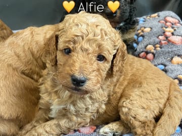 Alfie