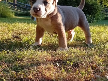 Diesel