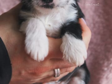 Lovecrest