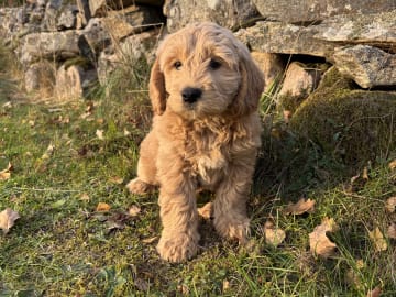Drömsjöns Goldendoodle