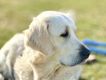 Mamma: Ekbergarn’s Sweet Angel