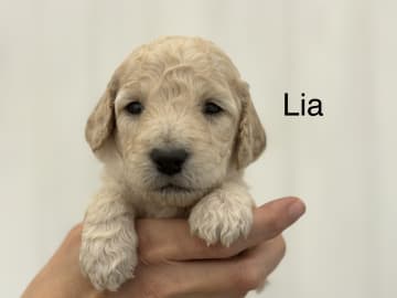 Lundatorpet